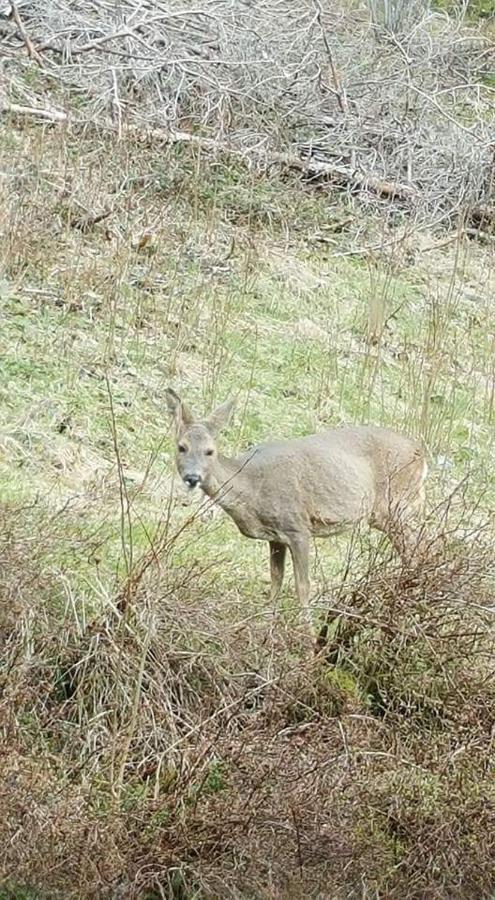Ferienwohungen Im Kuchersbach Hornberg Kültér fotó