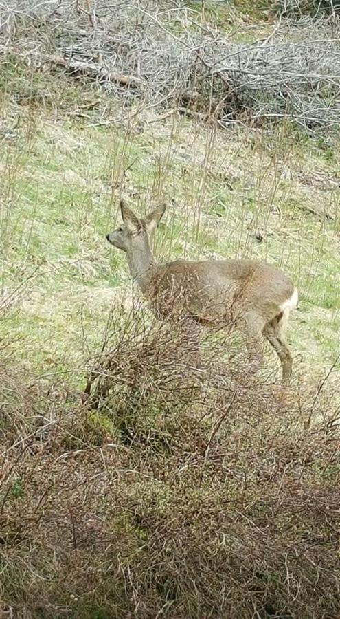 Ferienwohungen Im Kuchersbach Hornberg Kültér fotó