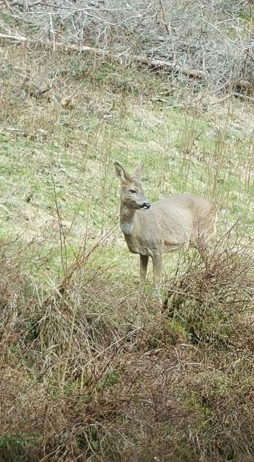 Ferienwohungen Im Kuchersbach Hornberg Kültér fotó